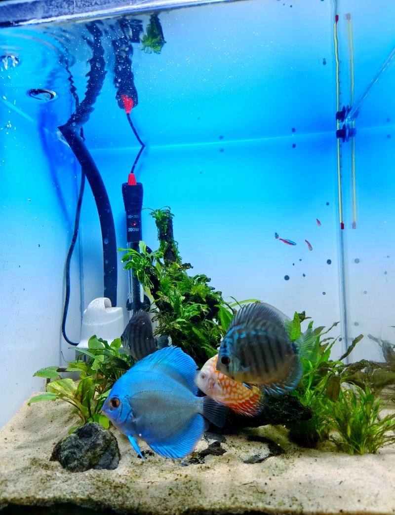 德彩七彩神仙魚