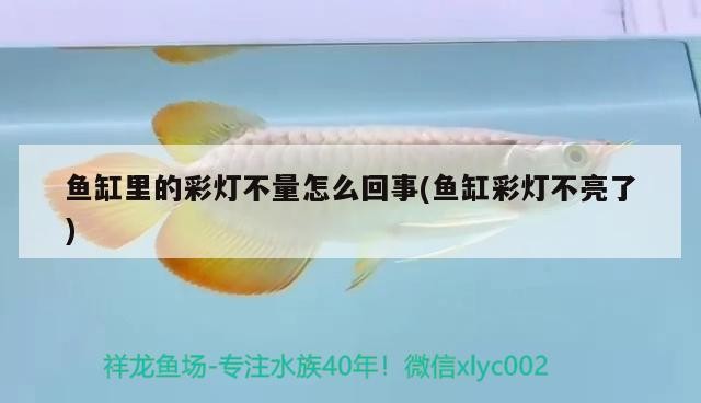 飛鳳龍魚混養怎么樣才能活（銀龍魚和飛鳳混養嗎） 飛鳳龍魚混養怎么樣才能活（銀龍魚和飛鳳混養嗎） 銀龍魚百科 第2張