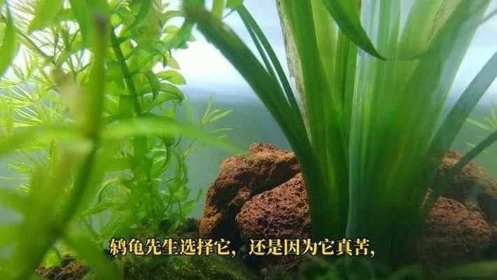 大同市平城區新卓盛水景空間設計室 大同市平城區新卓盛水景空間設計室 全國水族館企業名錄