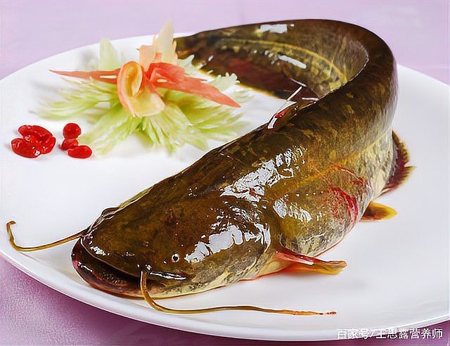 鯰魚為何被國家禁止