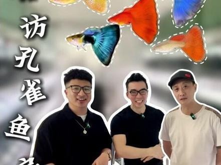 有沒有孔雀魚比賽的視頻欣賞？
