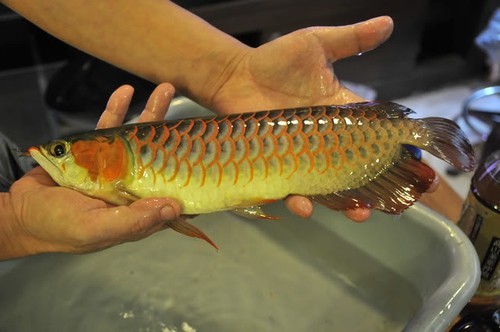 頂級紅龍魚有哪些稀有品種