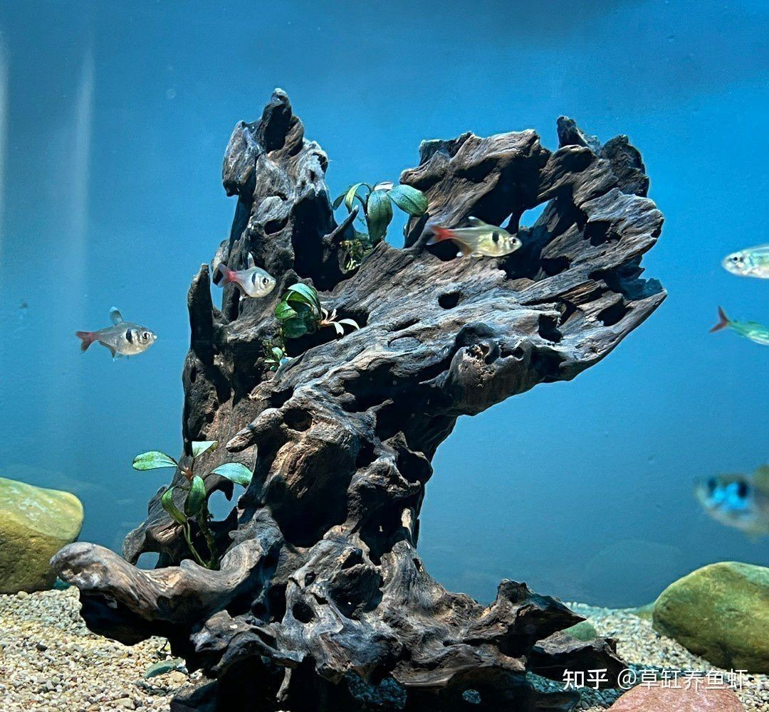 海鹽放魚缸的多久換水（海鹽放魚缸后一般建議2-3天內換水）
