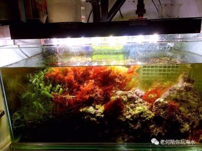 海鹽放魚缸的多久換水（海鹽放魚缸后一般建議2-3天內換水）