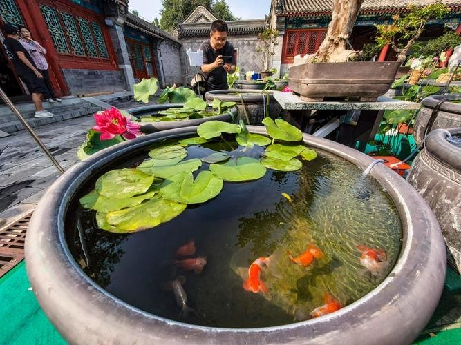 龍貓和貓一起玩時(shí)會(huì)有什么危險(xiǎn) 龍貓和貓一起玩時(shí)會(huì)有什么危險(xiǎn) 龍魚(yú)百科 第2張