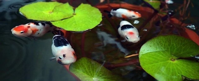 北京恭王府金魚特展門票價格是多少？