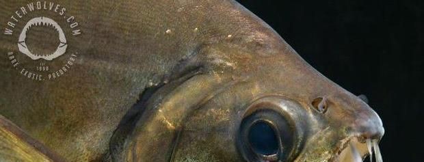 淡水魚魚缸混養可以嗎（淡水魚混養的注意事項）
