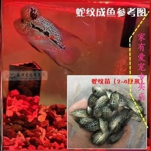 淡水魚魚缸混養可以嗎（淡水魚混養的注意事項）