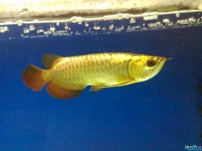 廣州觀賞魚批發市場：廣州觀賞魚批發市場交易規則：廣州觀賞魚批發市場營業時間