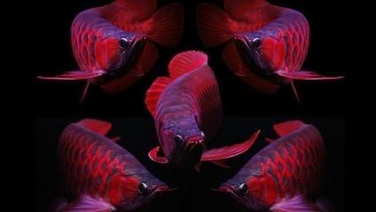 紅龍魚的特點（2017-02-16紅龍魚是一種非常受歡迎的觀賞魚）