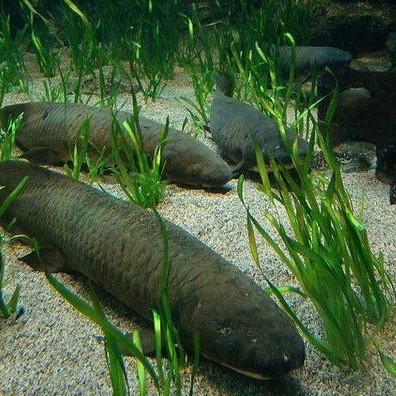 肺魚在中國叫什么