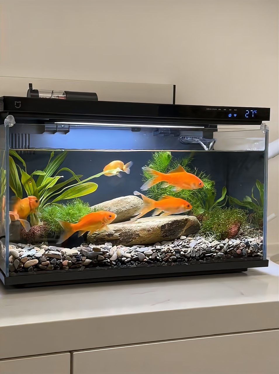 海水黃龍魚在沙子里不出來