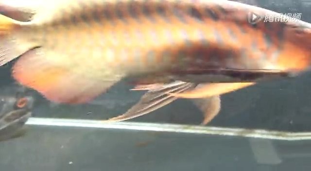 如何找到高清的紅龍魚飼養視頻？