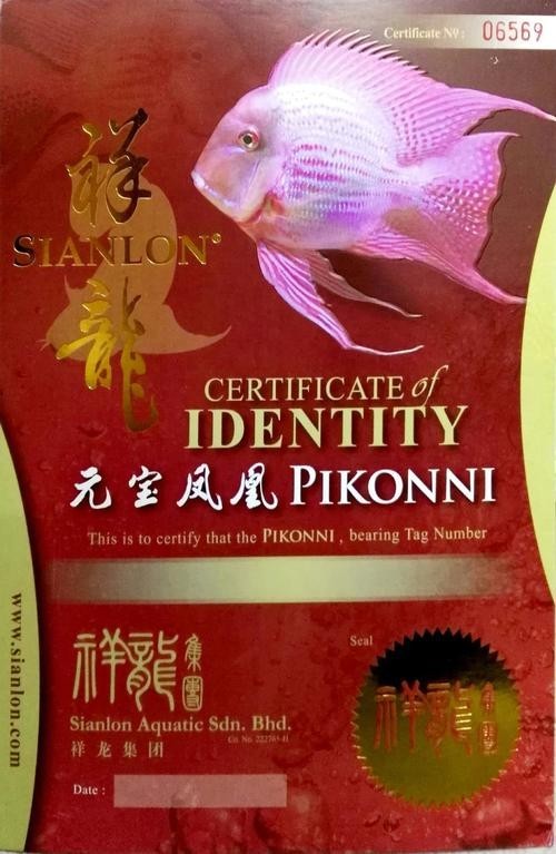 龍魚鰓蓋起泡的用藥對照表，治療龍魚鰓蓋起泡的藥物是一種常見的疾病，需要注意的是