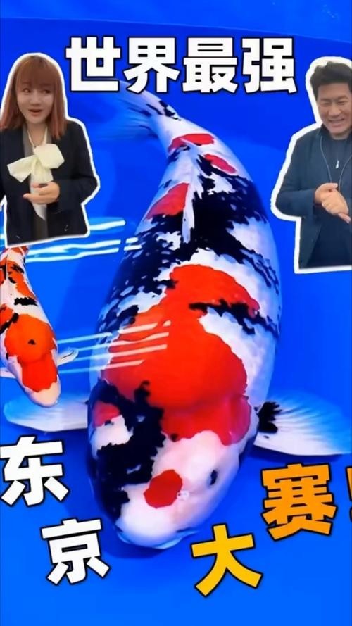 世界錦鯉大賽冠軍