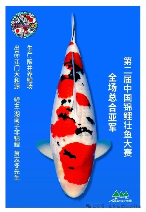 世界錦鯉大賽冠軍
