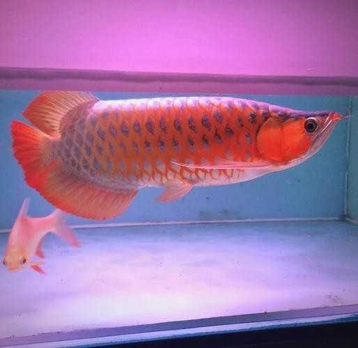 百億城龍魚的價格如何？ 百億城龍魚的價格如何？ 2025長城杯龍魚大賽 第17張