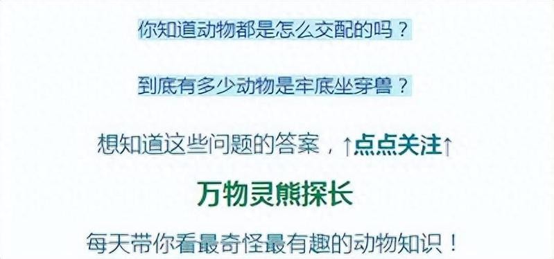 百億城龍魚的價格如何？ 百億城龍魚的價格如何？ 2025長城杯龍魚大賽 第13張