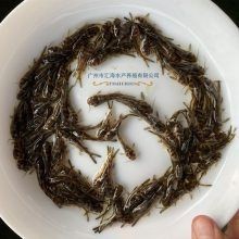 附近最近的賣魚苗的地址