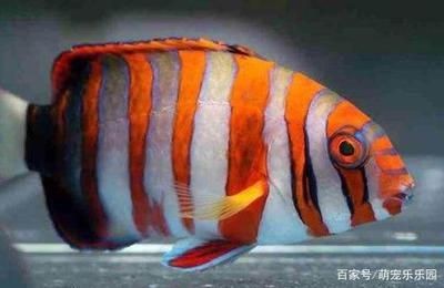 海水紅龍魚學(xué)名：關(guān)于紅龍魚的詳細(xì)信息