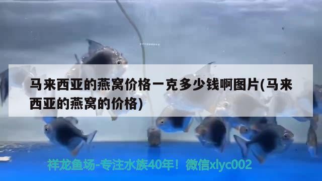 額敏縣億淼水族生活館，