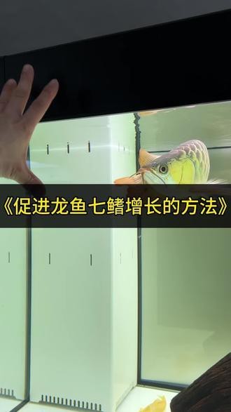 如何增大龍魚七鰭的長度