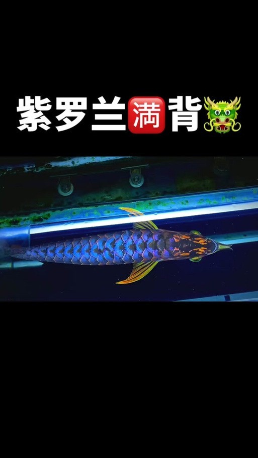 紫羅蘭金龍為何能拍出天價？