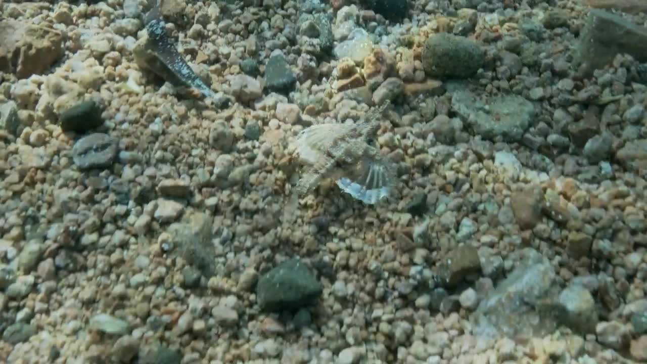 龍魚視頻大全視頻高清