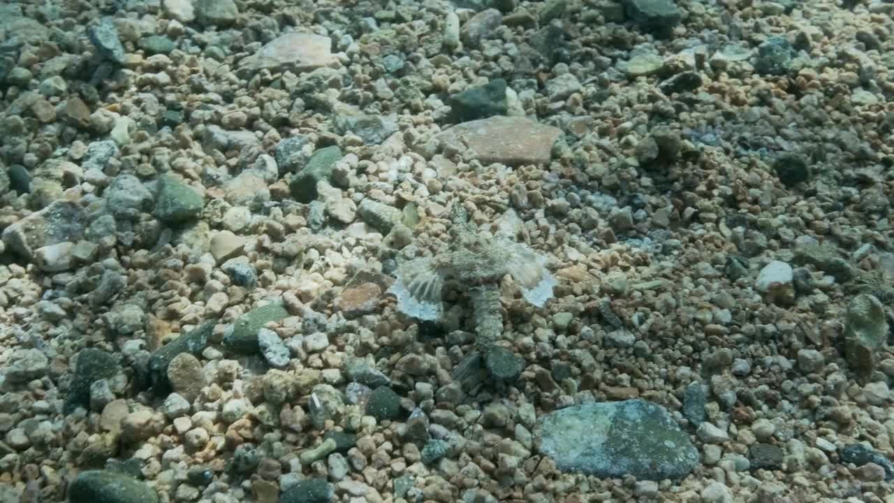 龍魚視頻大全視頻高清
