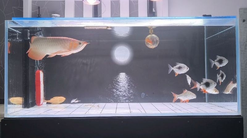 紅龍魚貼吧的最新消息今天