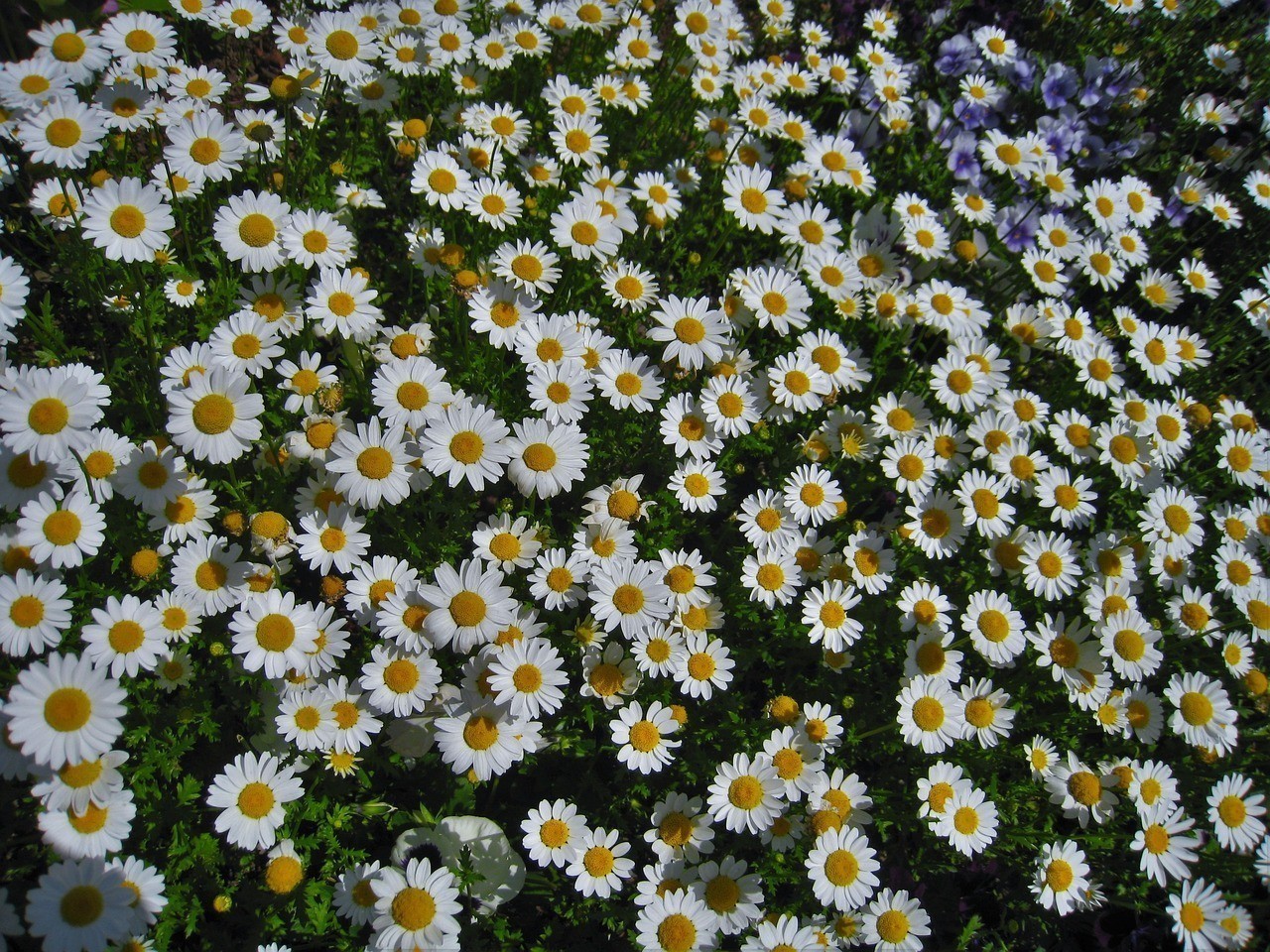 史光明長沙市芙蓉區三湘花卉培植北9號