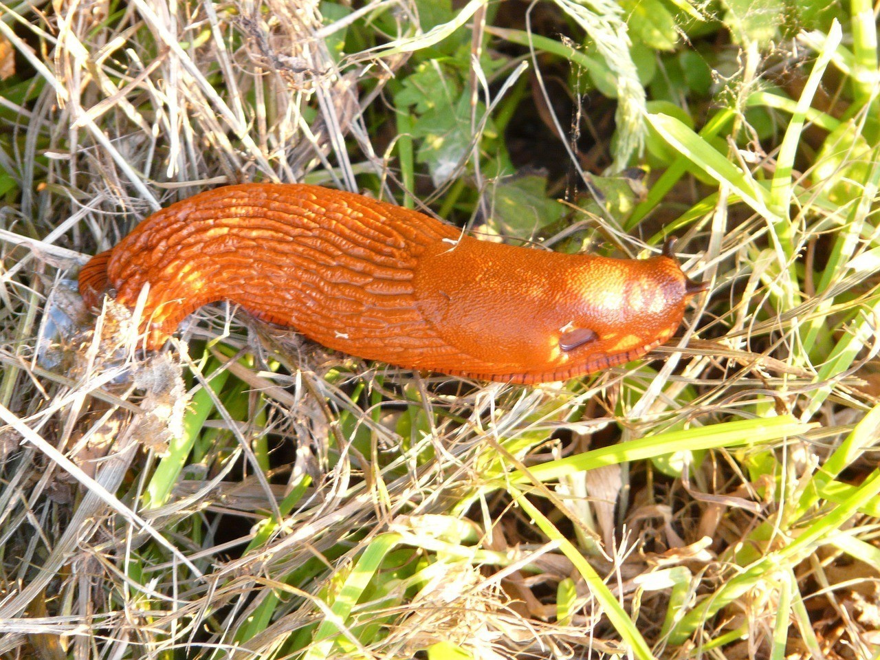 銀龍魚身體變紅怎么回事（銀龍魚身上出現紅斑是怎么情況）