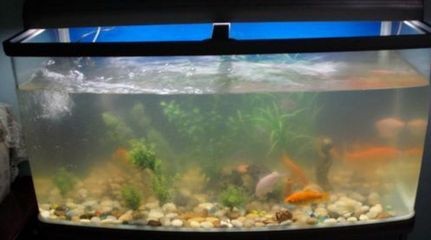 魚缸水突然發白霧蒙蒙的怎么辦（如何保養魚缸？）