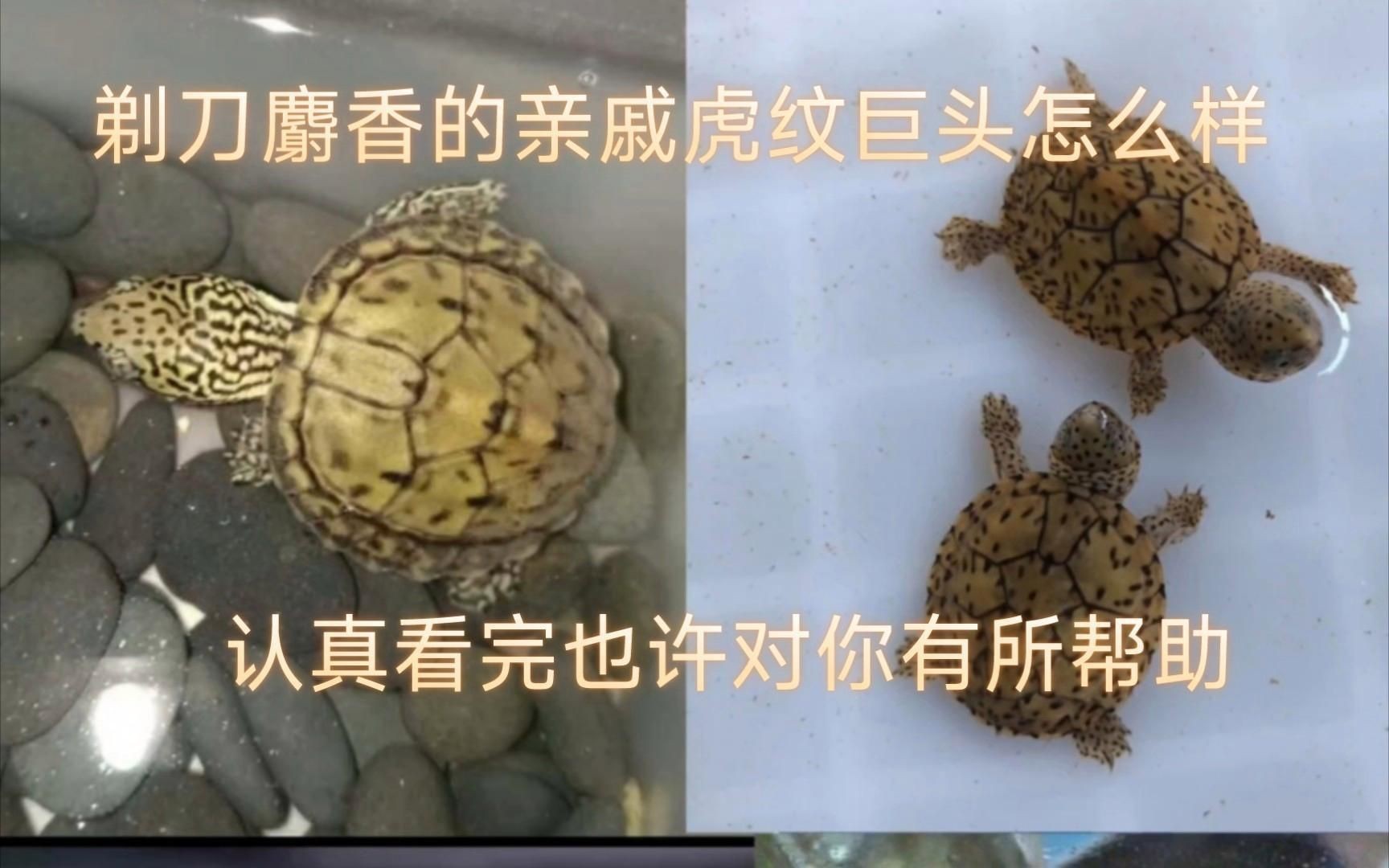 虎紋巨頭哪個好