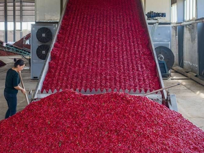 紅綠混合長辣椒圖片