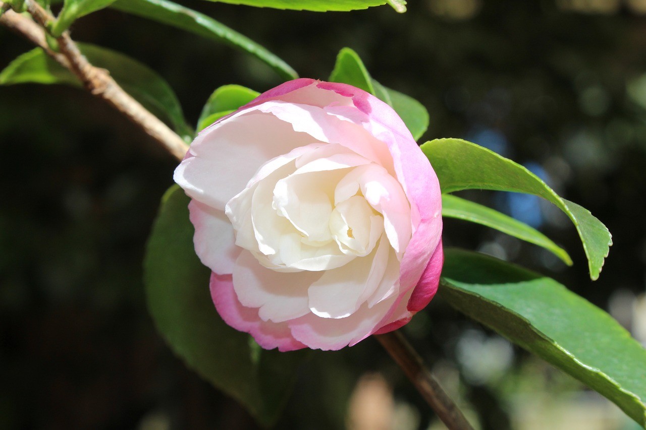 南通市港閘區十里坊大成花卉種植場（南通花卉基地）