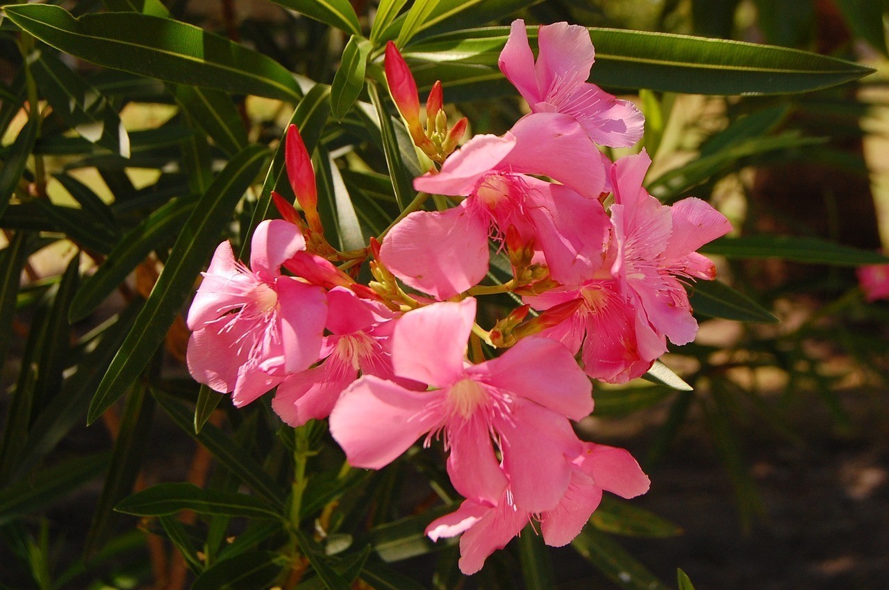 南通市港閘區十里坊大成花卉種植場（南通花卉基地）