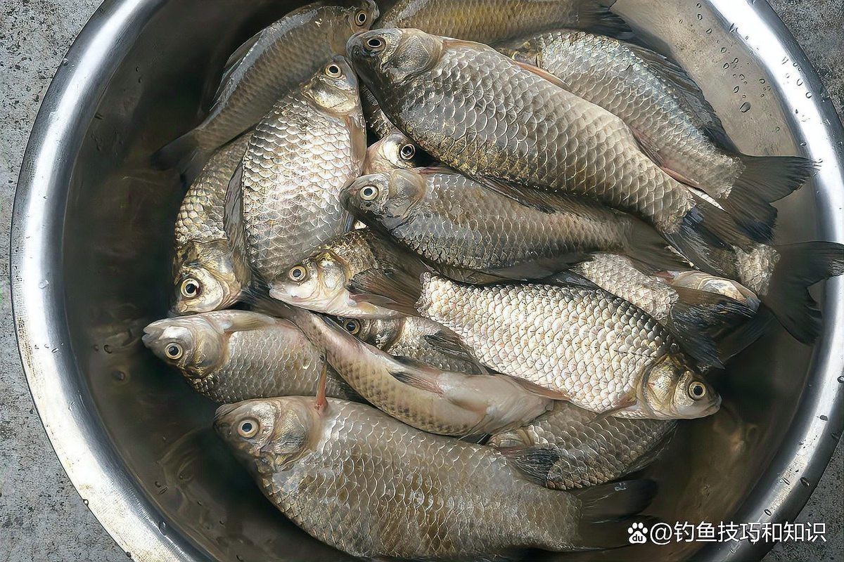 十大最耐寒的淡水魚