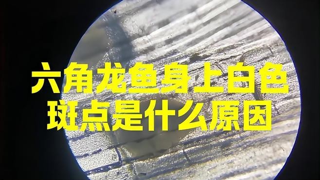 如何判斷龍魚是否得了白斑病？