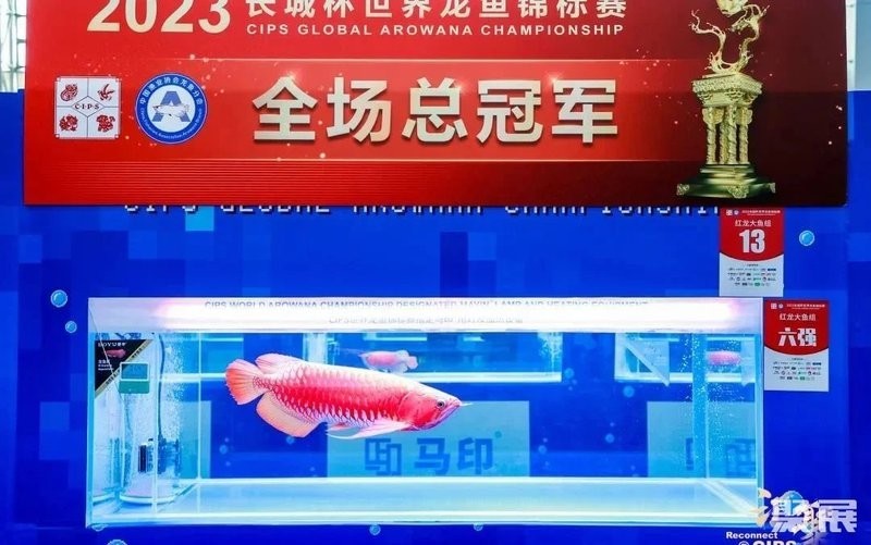 給我提供更多關于龍魚錦標賽的信息