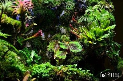 廣州魚缸造景怎么找：如何在廣州找到合適的魚缸造景