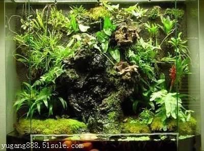 廣州魚缸造景怎么找：如何在廣州找到合適的魚缸造景