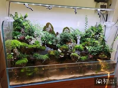 廣州魚缸造景怎么找：如何在廣州找到合適的魚缸造景