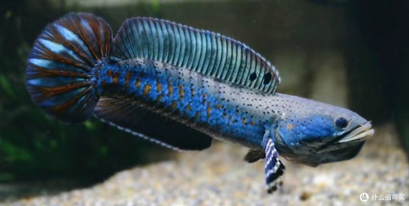 七彩雷龍魚飼養溫度是多少