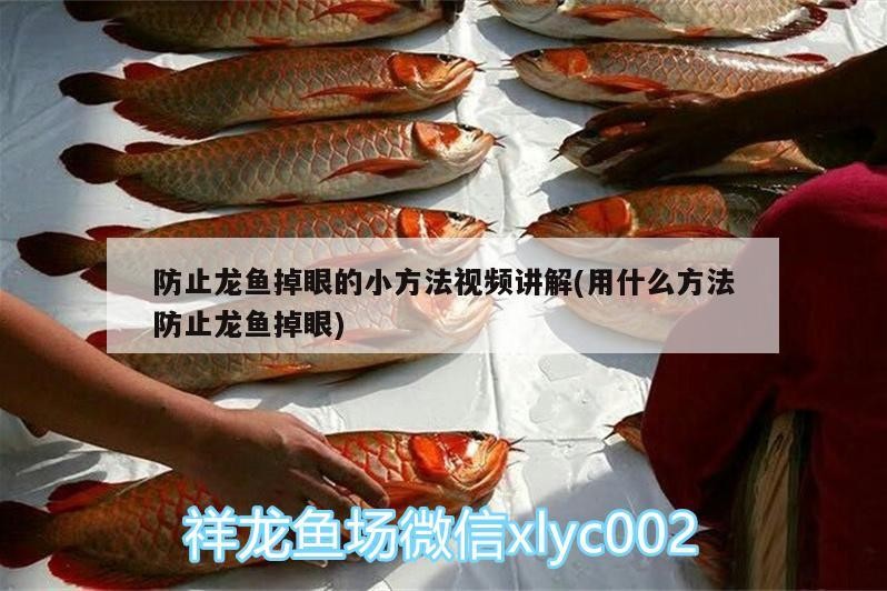 銀龍魚兇不兇怎么看（銀龍魚好看嗎）