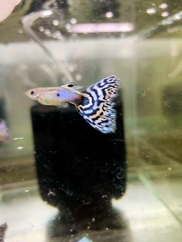 賽級孔雀魚價格是多少？