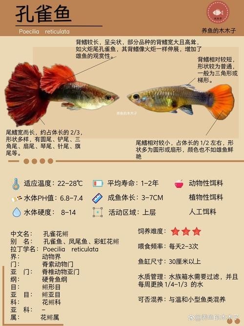 賽級孔雀魚價格是多少？