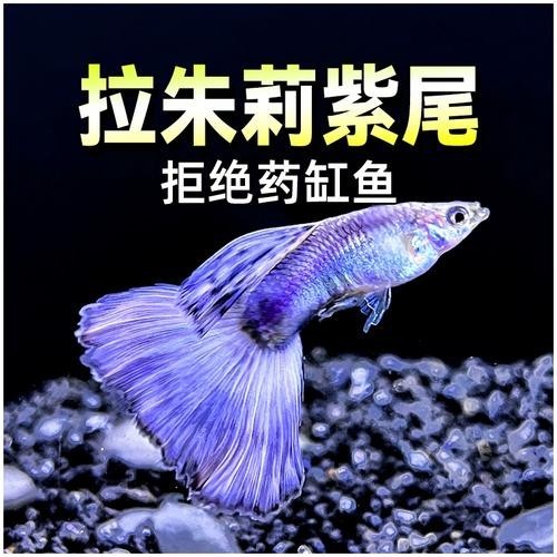 賽級孔雀魚價格是多少？