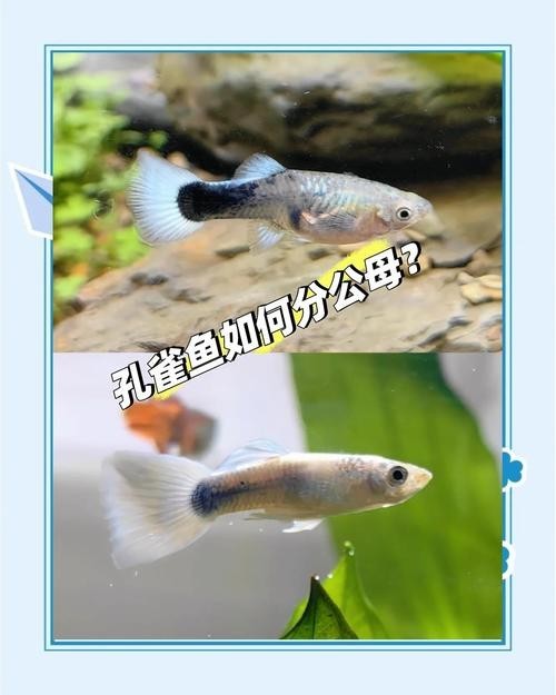 賽級孔雀魚價格是多少？