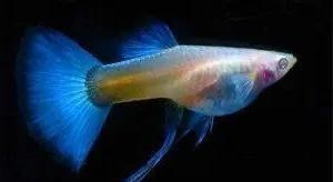 賽級孔雀魚價格是多少？